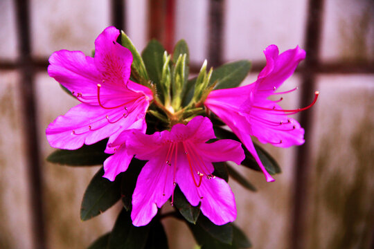 杜鹃花