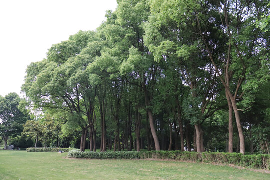大树