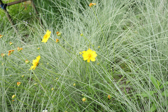 金鸡菊