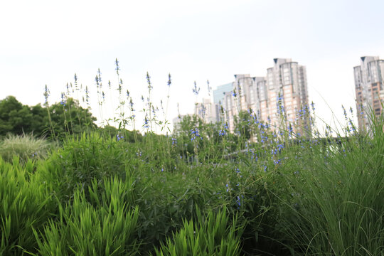 夏天