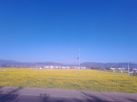 油菜花