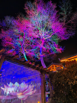 丽江古城炫彩风景树