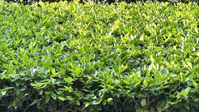 小区景观