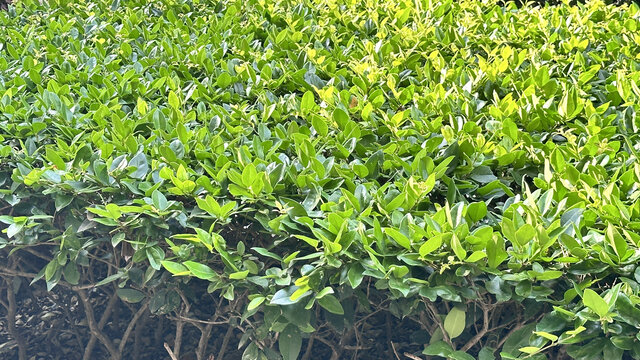 小区景观