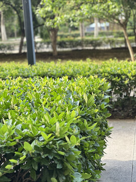 小区景观