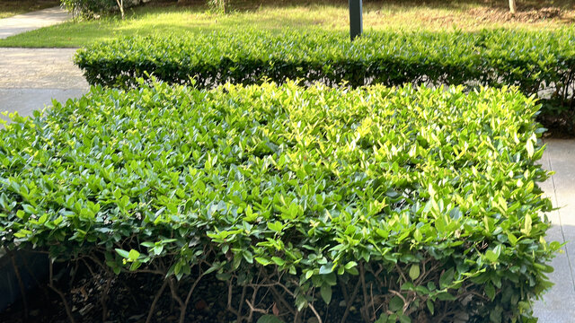小区绿化