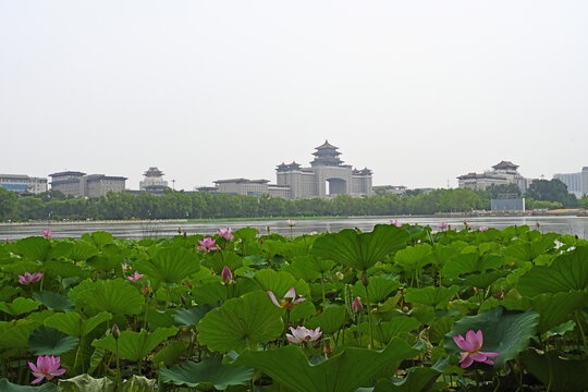 莲花池公园