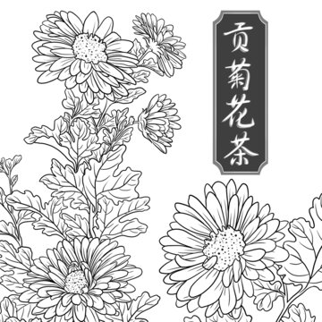 手绘贡菊线稿