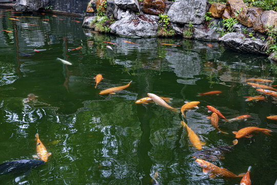 锦鲤鱼池