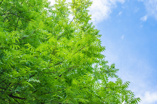 唯美清新绿树枝