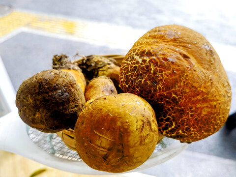 牛肝菌