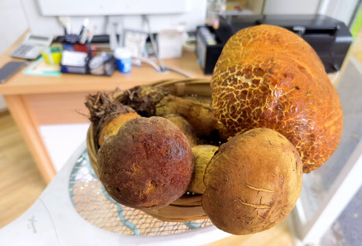 牛肝菌