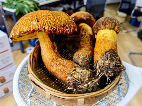 牛肝菌