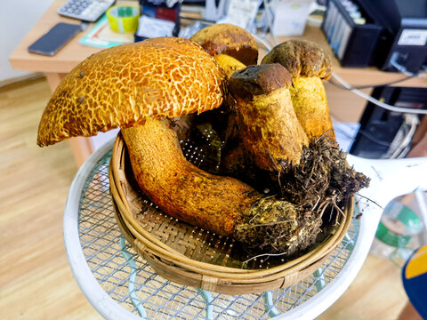 牛肝菌