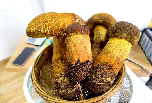 黄牛肝菌