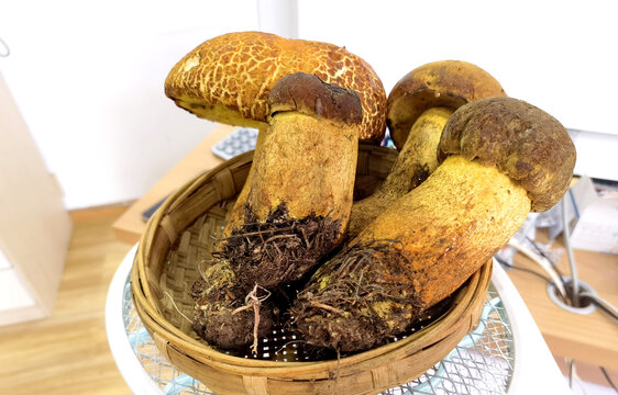 云南野生菌