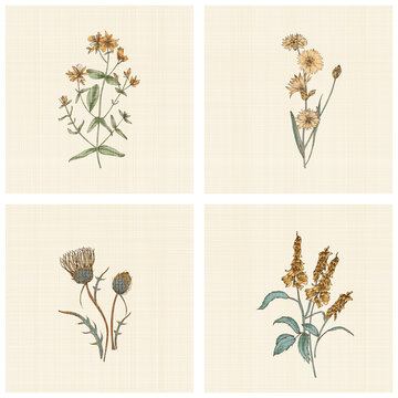 植物花卉画框