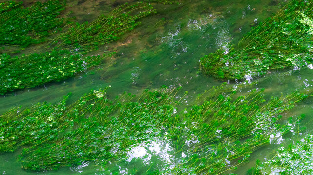 水底水草