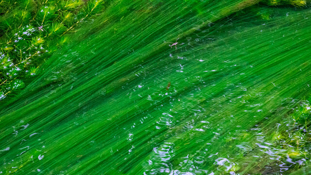 水草