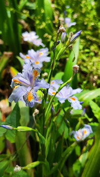 蝴蝶花