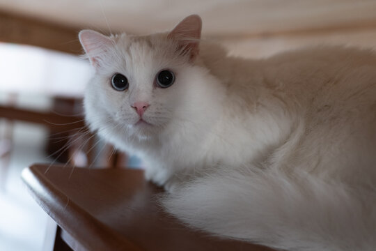 狮子猫