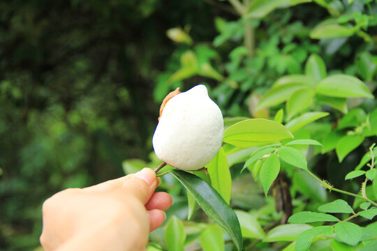 油茶泡