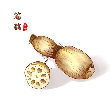 莲藕插画