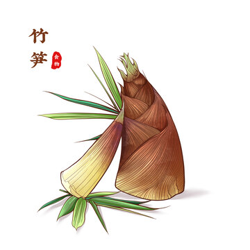 竹笋插画