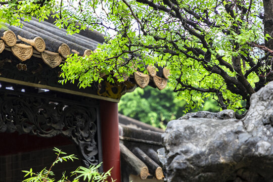庭院绿树