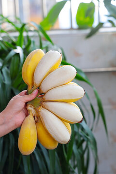 苹果蕉