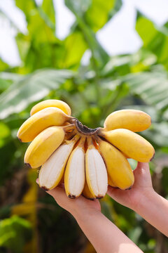苹果蕉