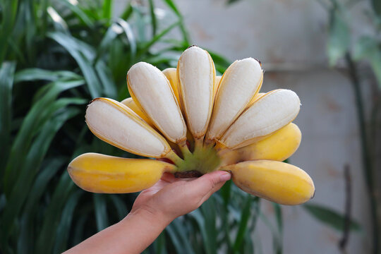 苹果蕉