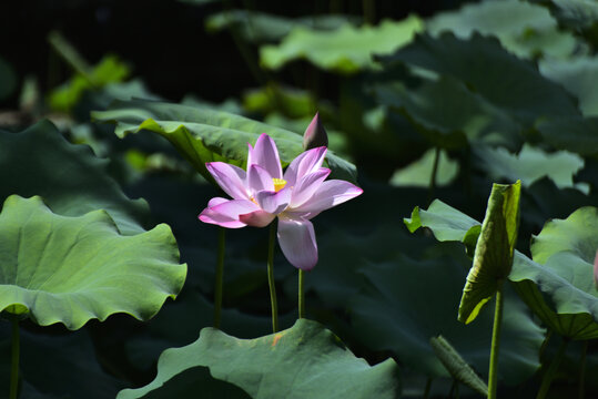 荷花