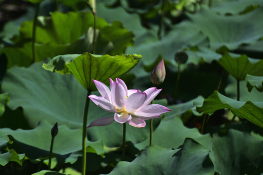荷花