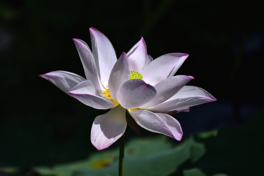 荷花
