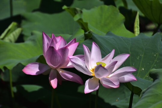荷花