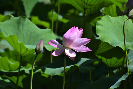 荷花