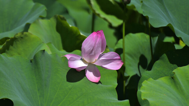 荷花