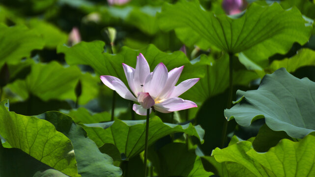 荷花