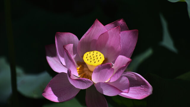 荷花