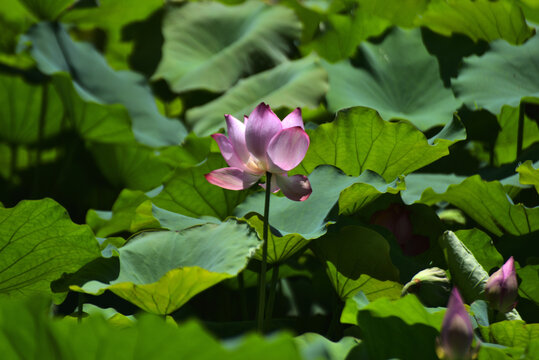 荷花