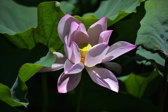 荷花