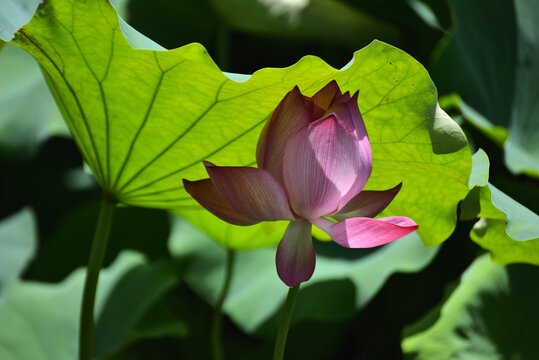荷花