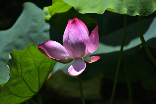 荷花