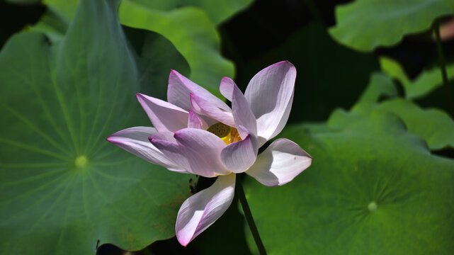 荷花