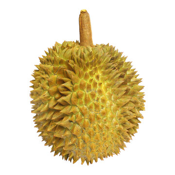 竖着拍摄金枕榴莲