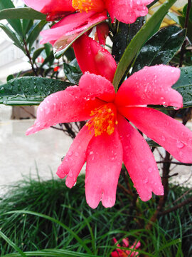 雨中红色山茶花