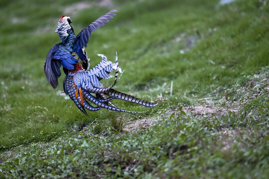 白腹锦鸡