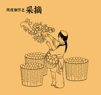 陈皮采摘