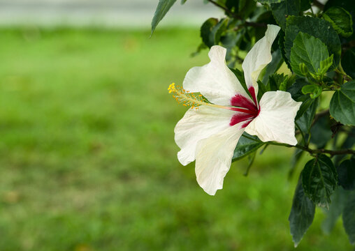 白色的扶桑花